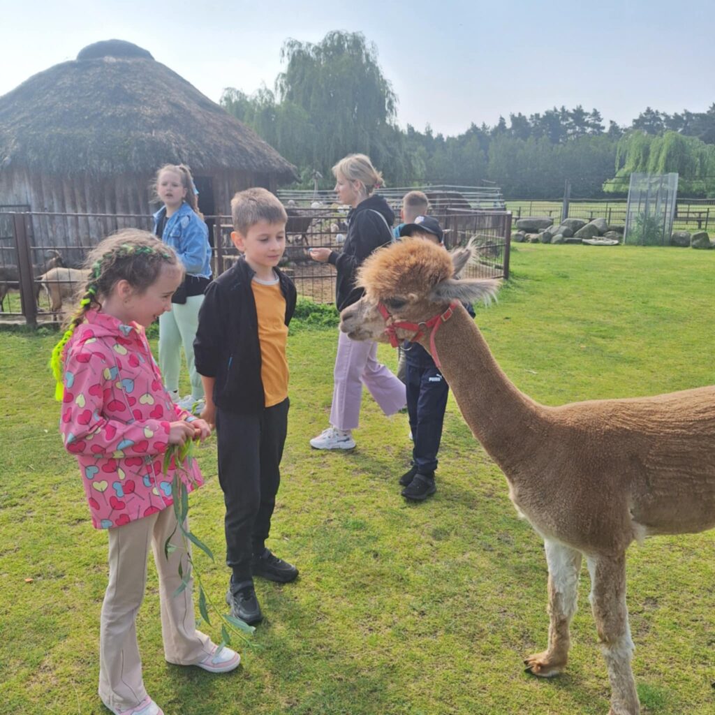 Lekcja przyrody w alpakarni